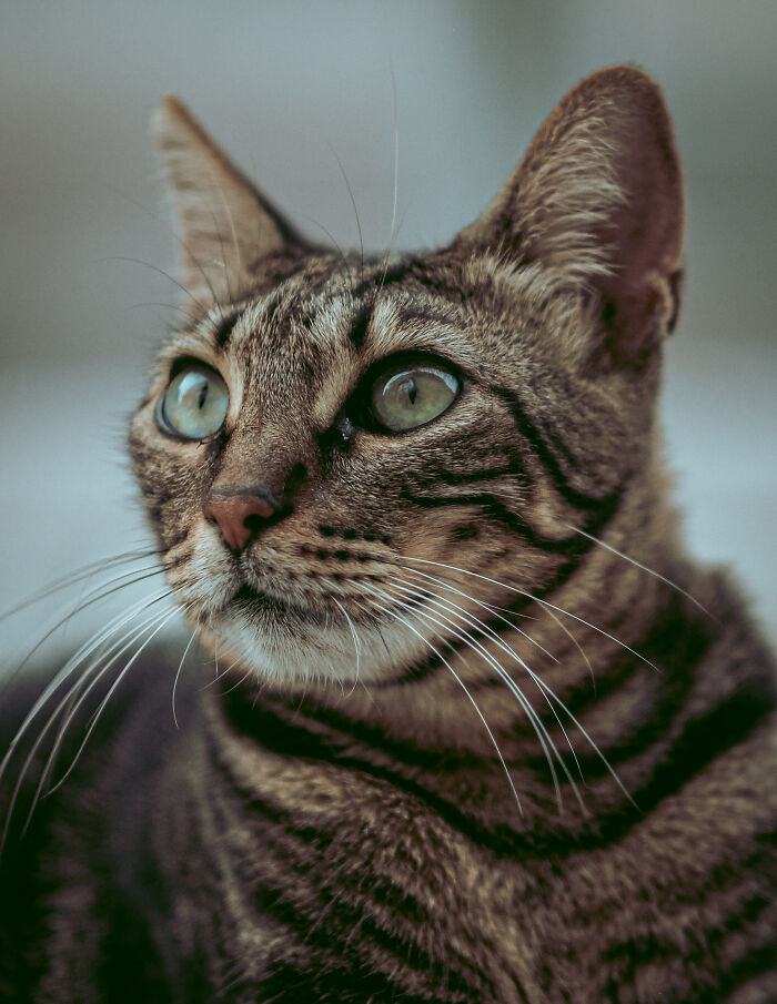 I Took Photos Of Stray Cats In Limassol, Cyprus (17 New Pics)