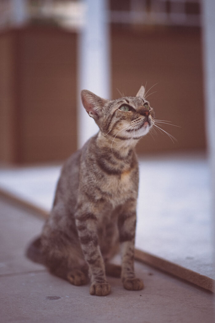 I Took Photos Of Stray Cats In Limassol, Cyprus (17 New Pics)