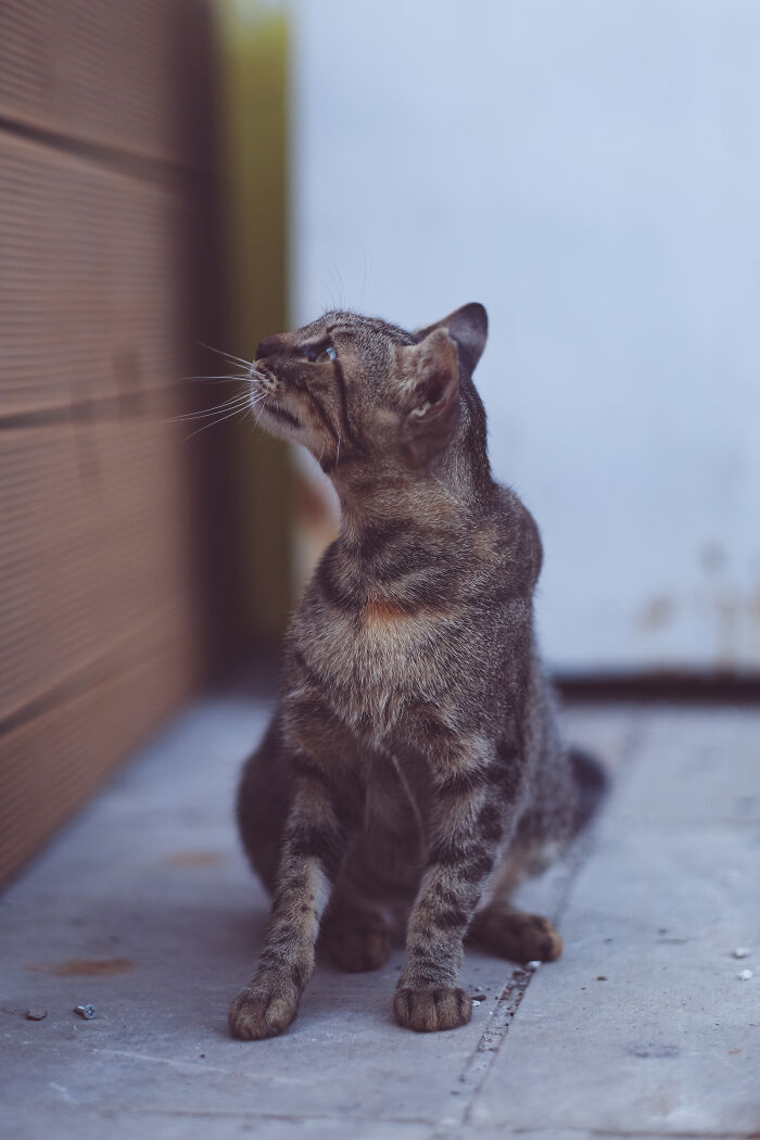 I Took Photos Of Stray Cats In Limassol, Cyprus (17 New Pics)