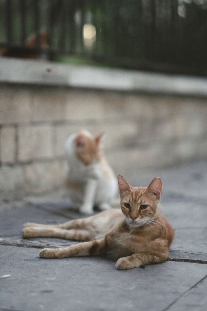 I Took Photos Of Stray Cats In Limassol, Cyprus (17 New Pics)