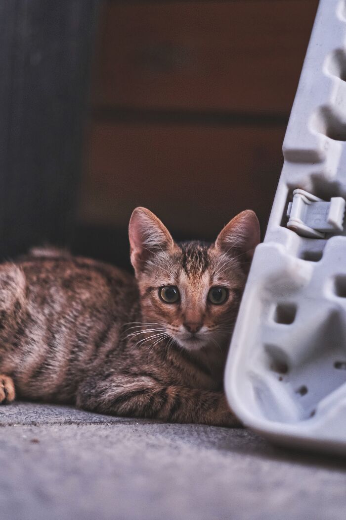 I Took Photos Of Stray Cats In Limassol, Cyprus (17 New Pics)