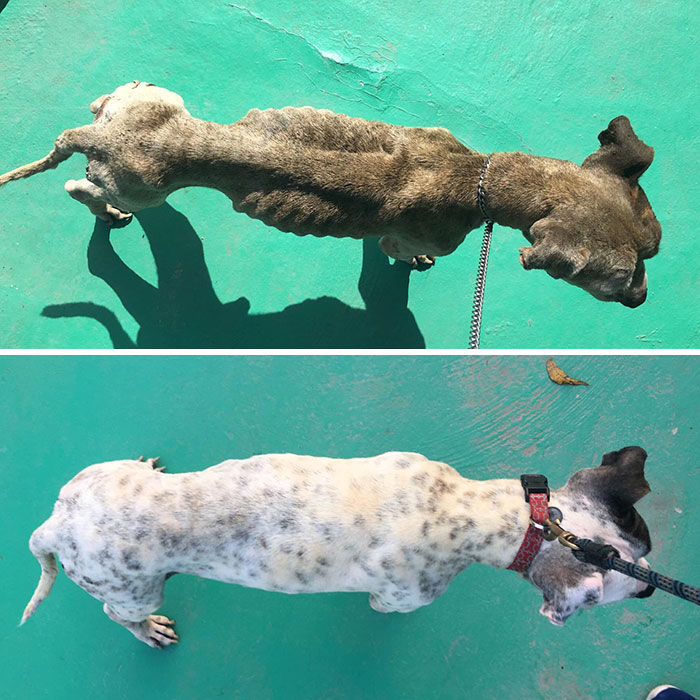 This Dog Was Found Extremely Malnourished, A Few Months Later He’s Unrecognizable As He Recovers And Then Finds A Forever Home - 4