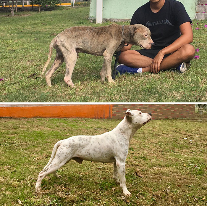This Dog Was Found Extremely Malnourished, A Few Months Later He’s Unrecognizable As He Recovers And Then Finds A Forever Home - 10