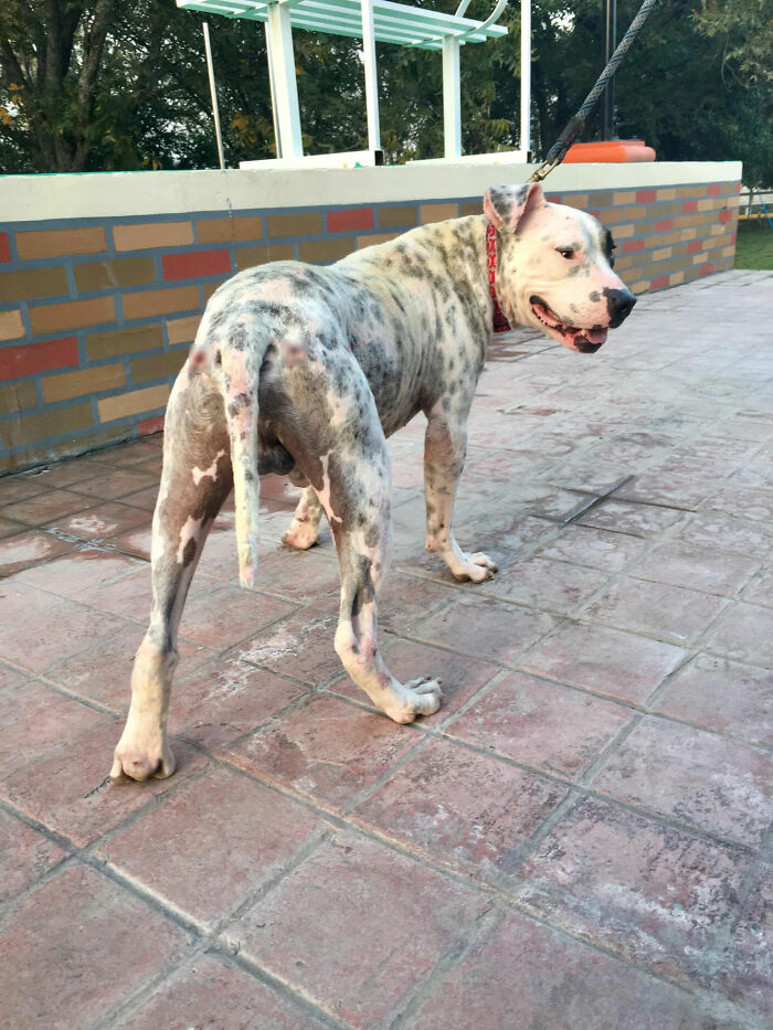 This Dog Was Found Extremely Malnourished, A Few Months Later He’s Unrecognizable As He Recovers And Then Finds A Forever Home - 7