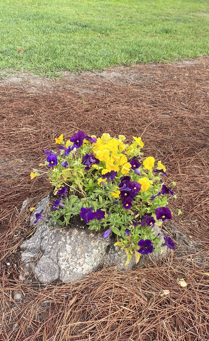 Beautiful Stump Of Mine!