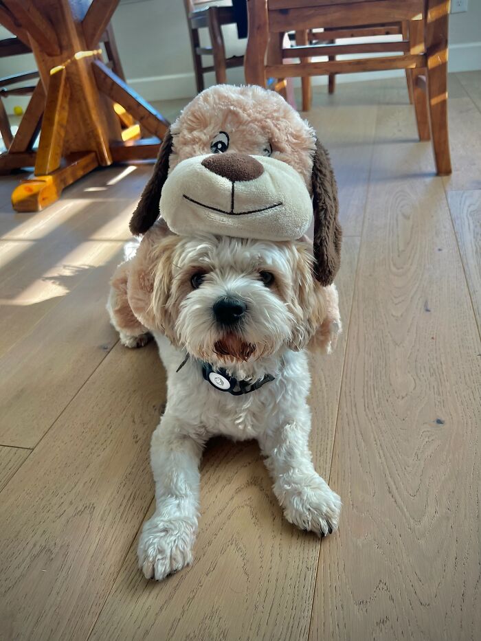 My Little Fur Baby, Wicket