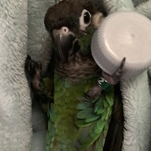 tanyalmacleod avatar