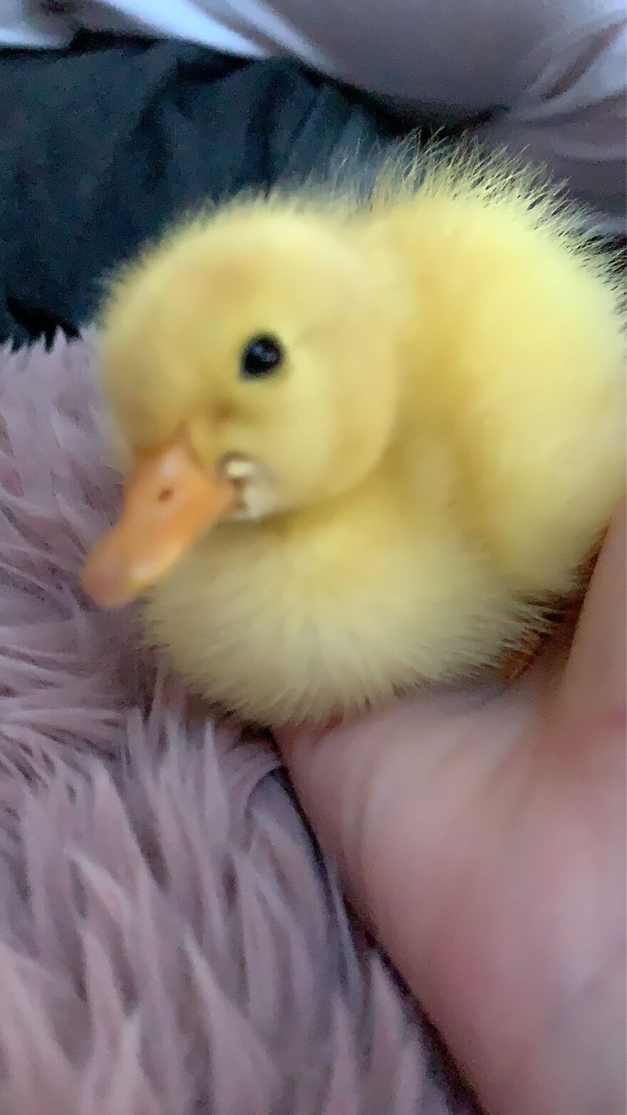 Baby Ducks