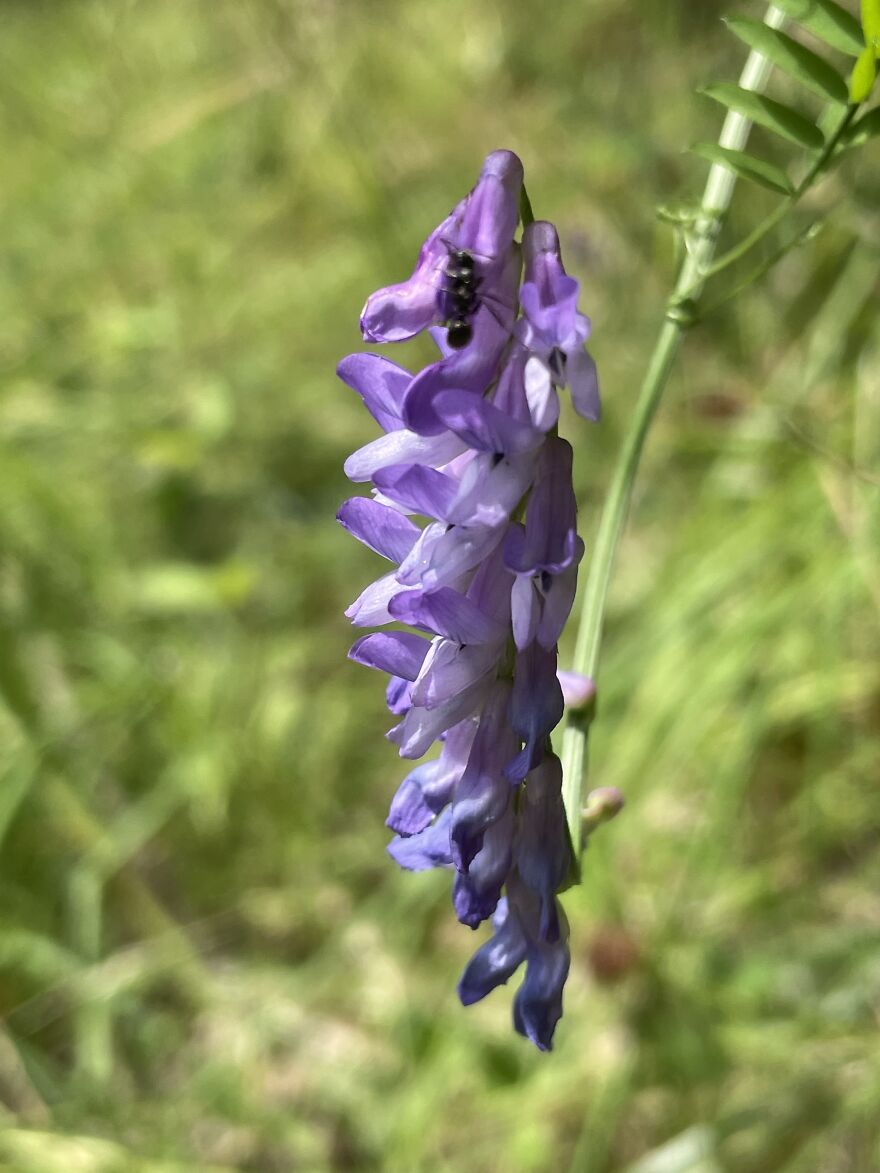 Purple Plant With Ant