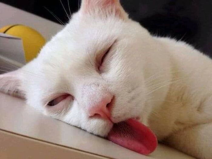 Weird Poses Of Sleeping Cats Ended Up On Facebook Group "Comicism" To Entertain Everyone (12 Pics)