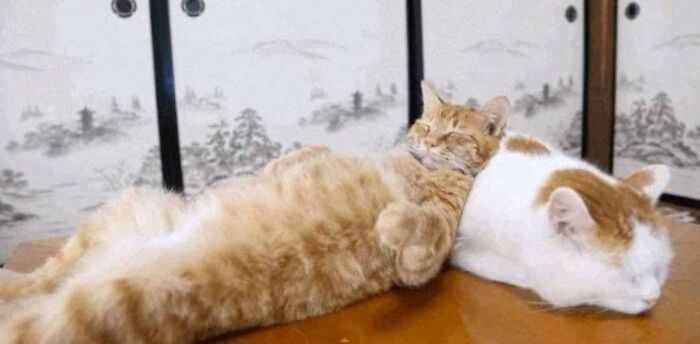 Weird Poses Of Sleeping Cats Ended Up On Facebook Group "Comicism" To Entertain Everyone (12 Pics)