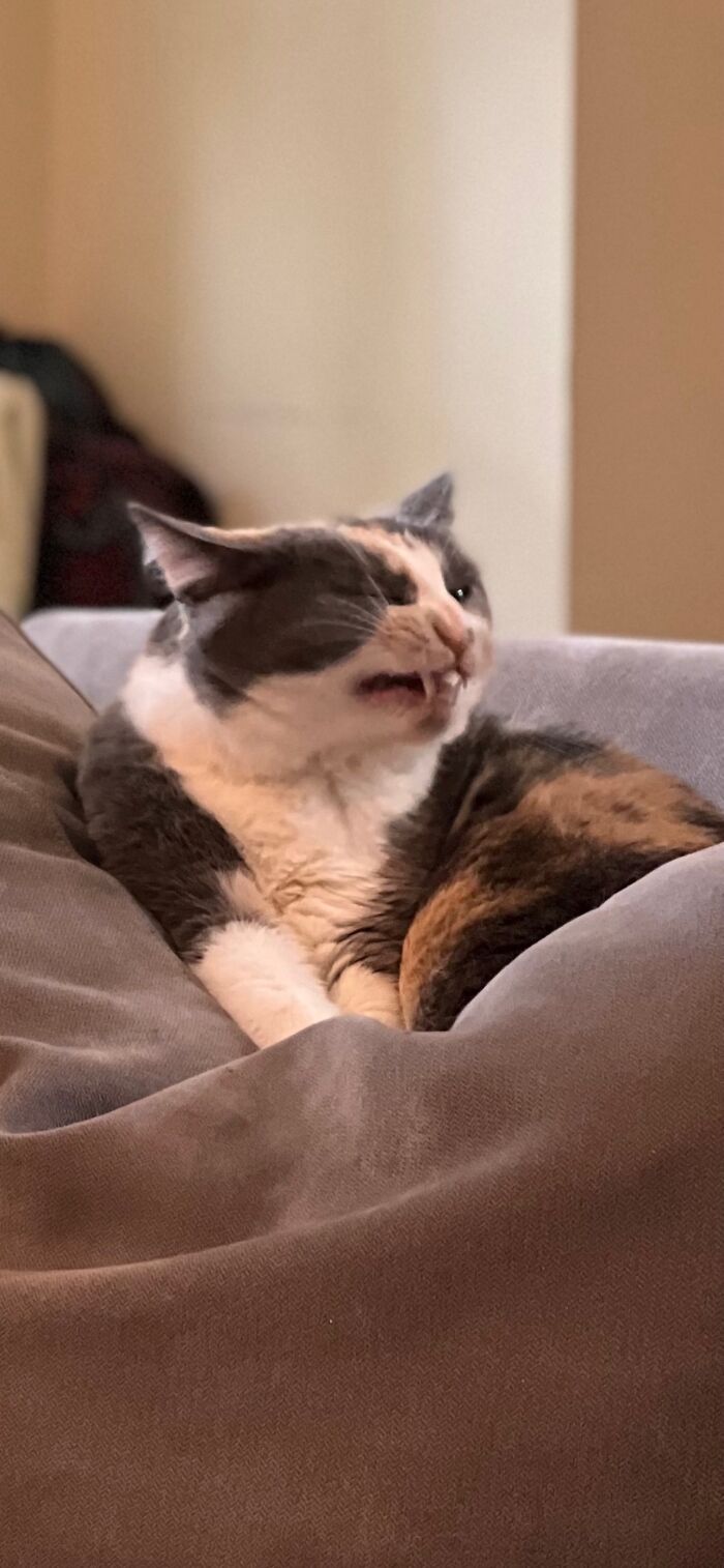 Yet Another Strange Picture Of Kit Kit