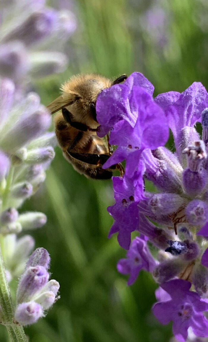 I Spent An Afternoon Photographing Bees In My Garden (7 Pics)
