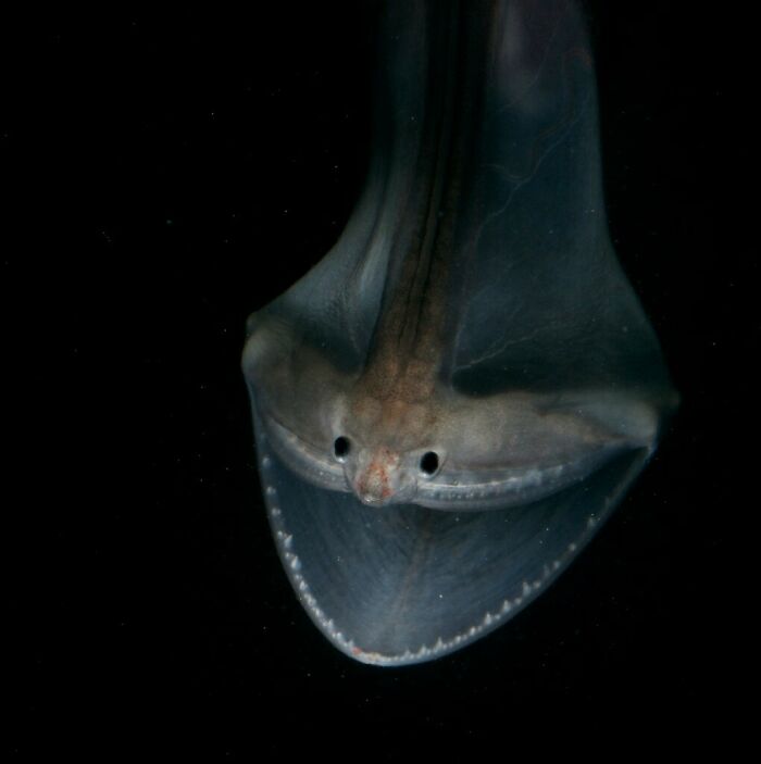 Gulper, Aka Pelican Eel