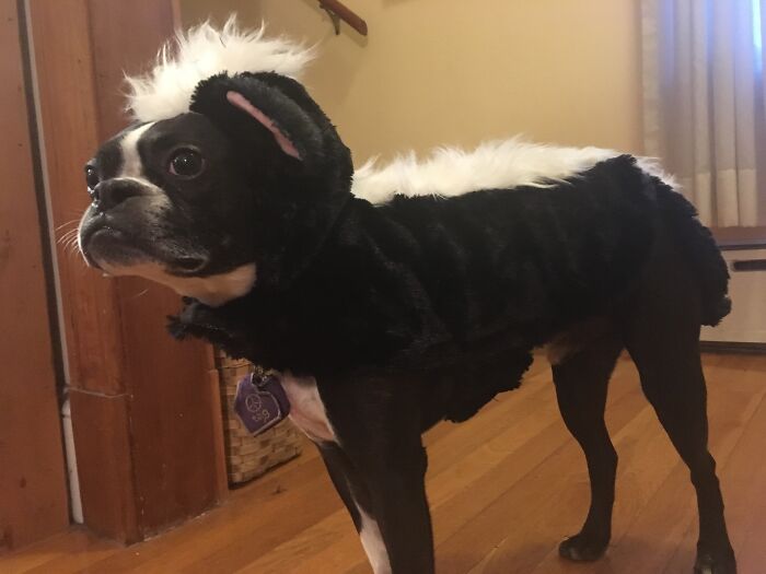 That Time Pepe Lepew Came To Visit