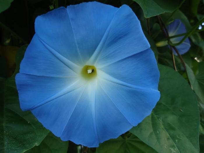 Hey Pandas, Go Outside And Take A Picture Of The First Plant You See (Closed)