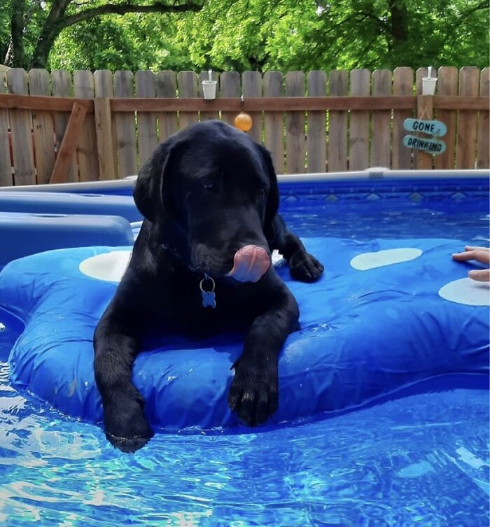 Finnigan On His Own Personal Dog Raft In The Pool!