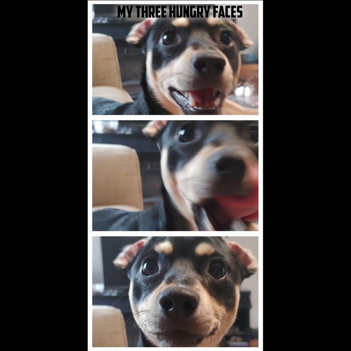 Ollie's Hungry Faces... He's Only Got 3!