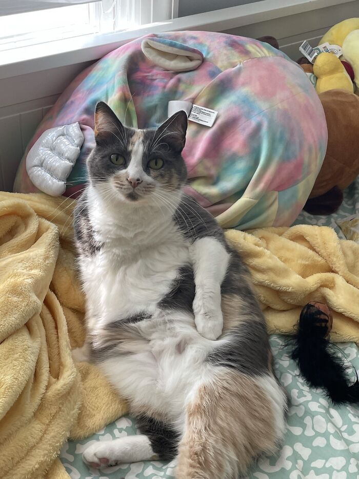 This Is My Cat, Kit Kit. The Picture Explains Itself.