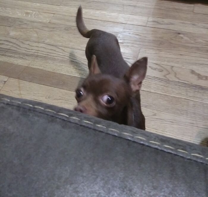 Don't Mind Me Just Checking To See If You Have Food