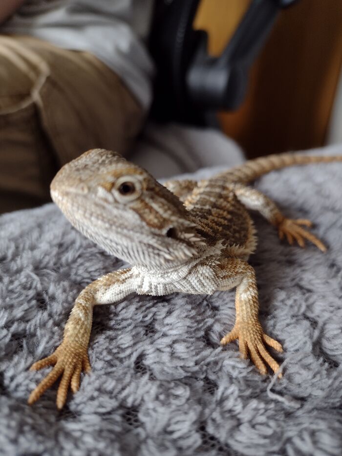 This Little Sir Found His Way Onto The Bed!