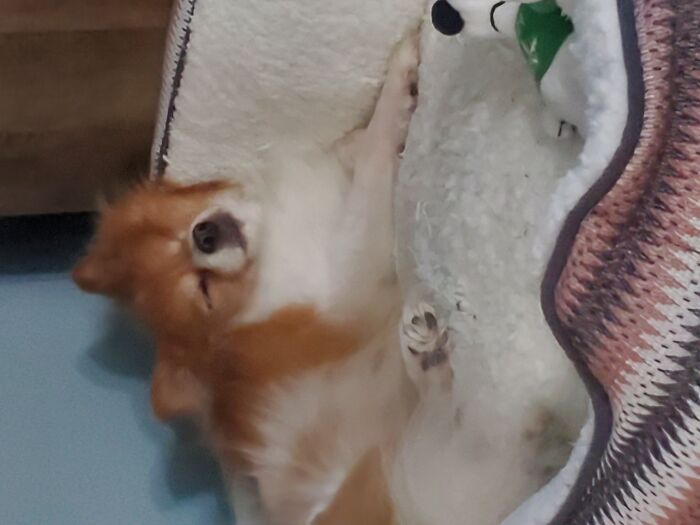 This Is My Dog Just Sleeping