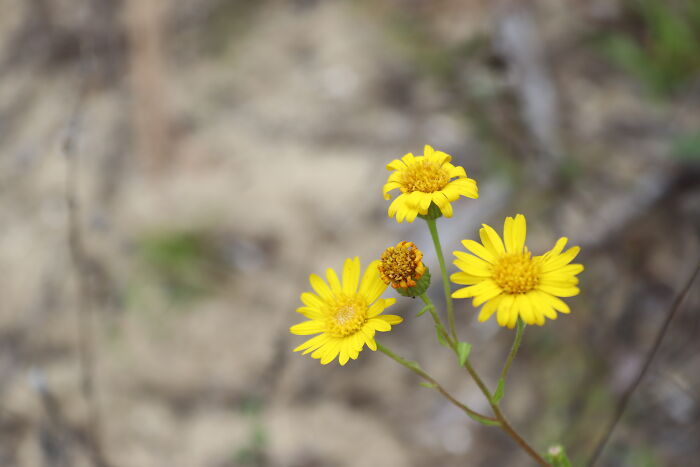 Sand-Hill Flowers