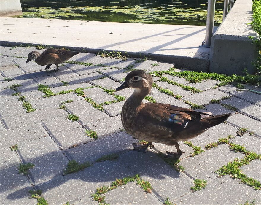 I Took Photos Of Assiniboine Park & English Gardens On A Hot, Muggy Day (25 Pics)