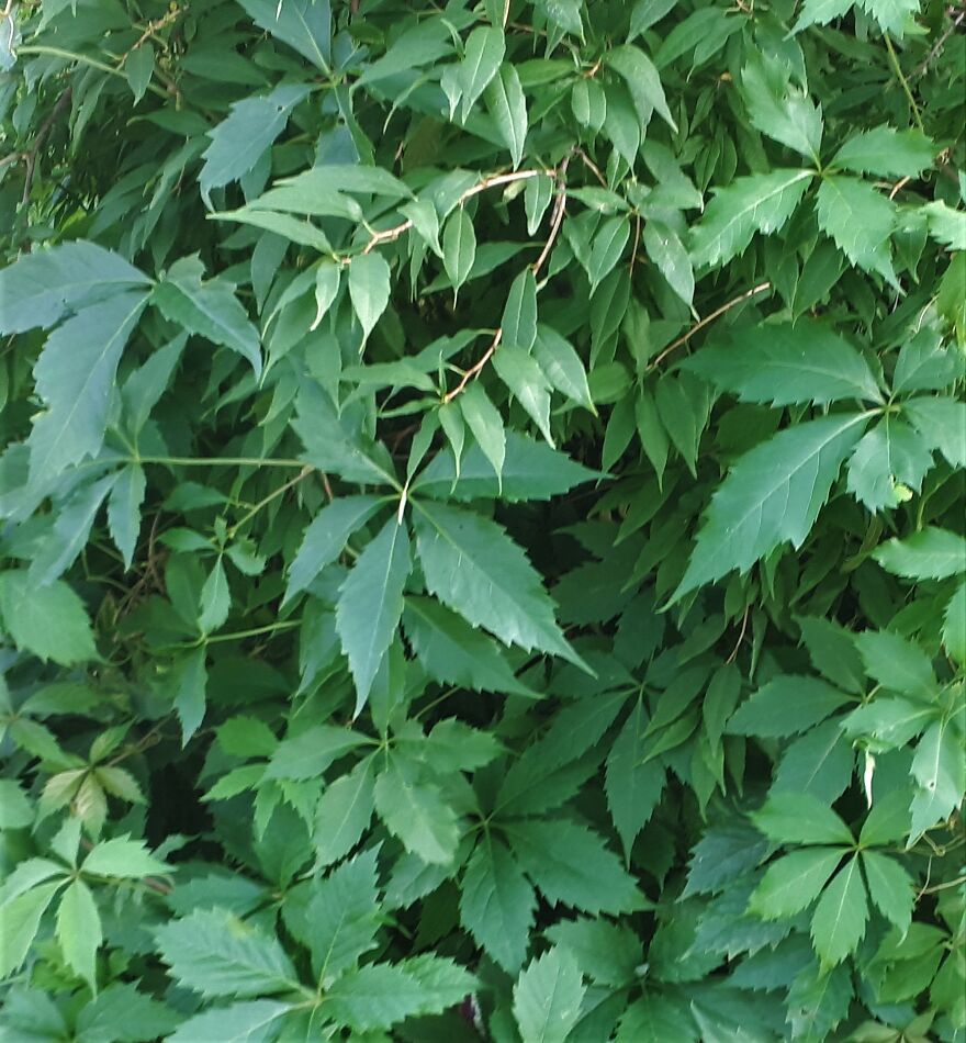 I Took Photos Of Assiniboine Park & English Gardens On A Hot, Muggy Day (25 Pics)