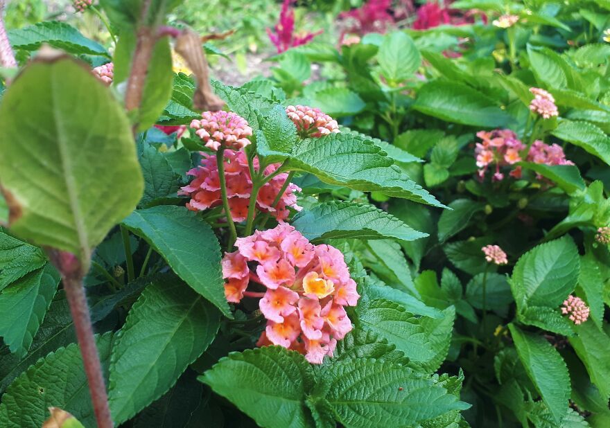 I Took Photos Of Assiniboine Park & English Gardens On A Hot, Muggy Day (25 Pics)