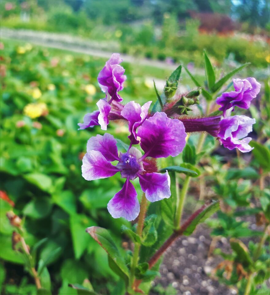 I Took Photos Of Assiniboine Park & English Gardens On A Hot, Muggy Day (25 Pics)