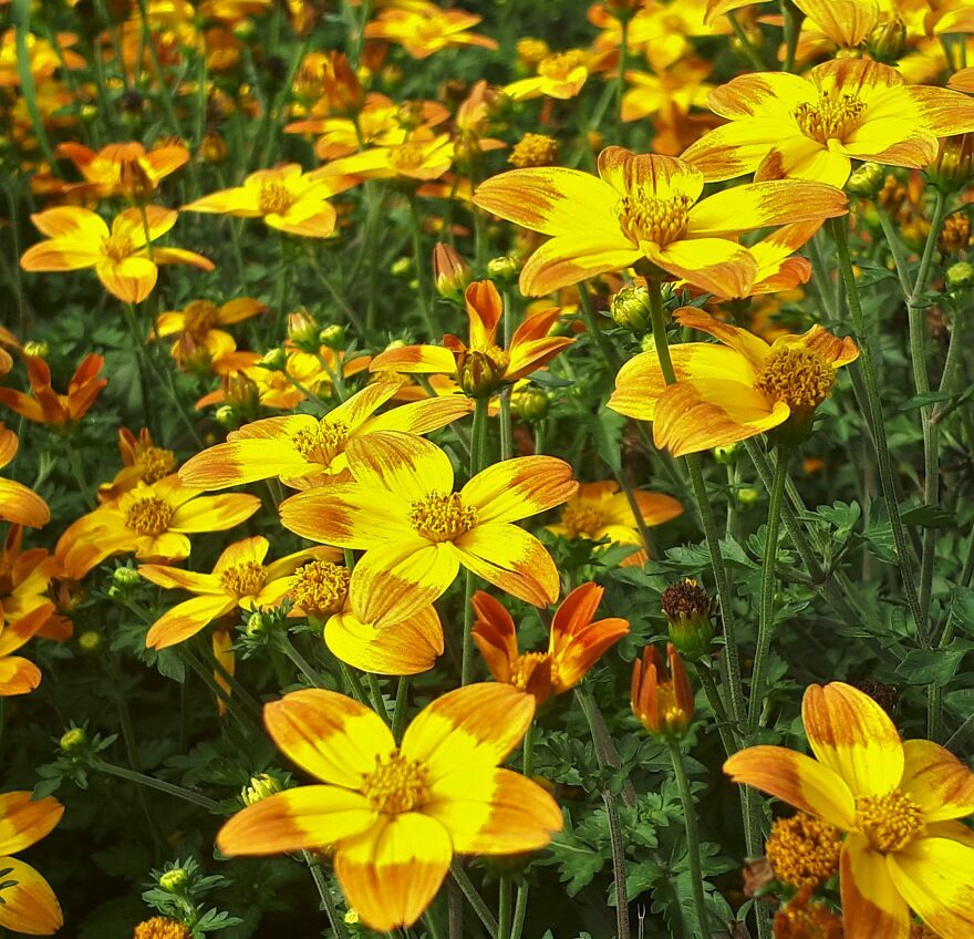 I Took Photos Of Assiniboine Park & English Gardens On A Hot, Muggy Day (25 Pics)