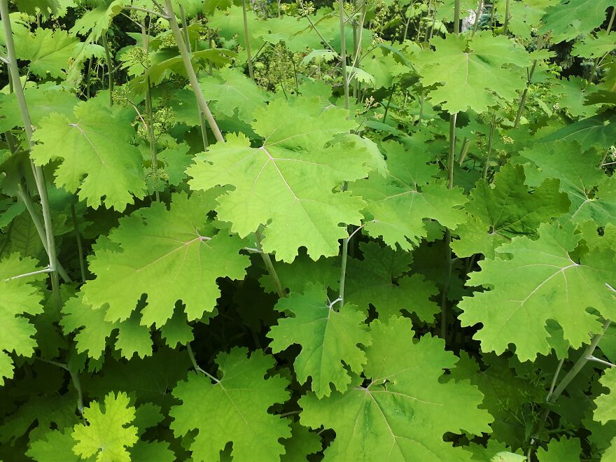 I Took Photos Of Assiniboine Park & English Gardens On A Hot, Muggy Day (25 Pics)