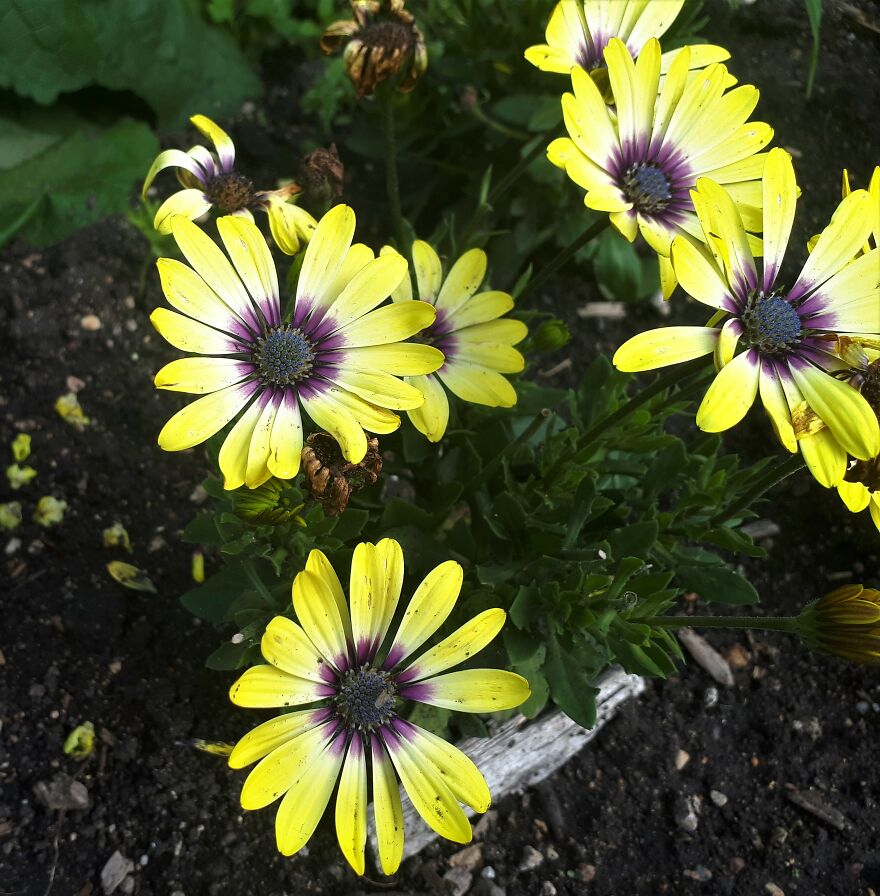 I Took Photos Of Assiniboine Park & English Gardens On A Hot, Muggy Day (25 Pics)