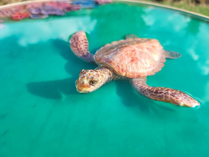 I Create Coffee Tables With Sculpted And Finely Painted Marine Creatures And Corals (13 Pics) - 5