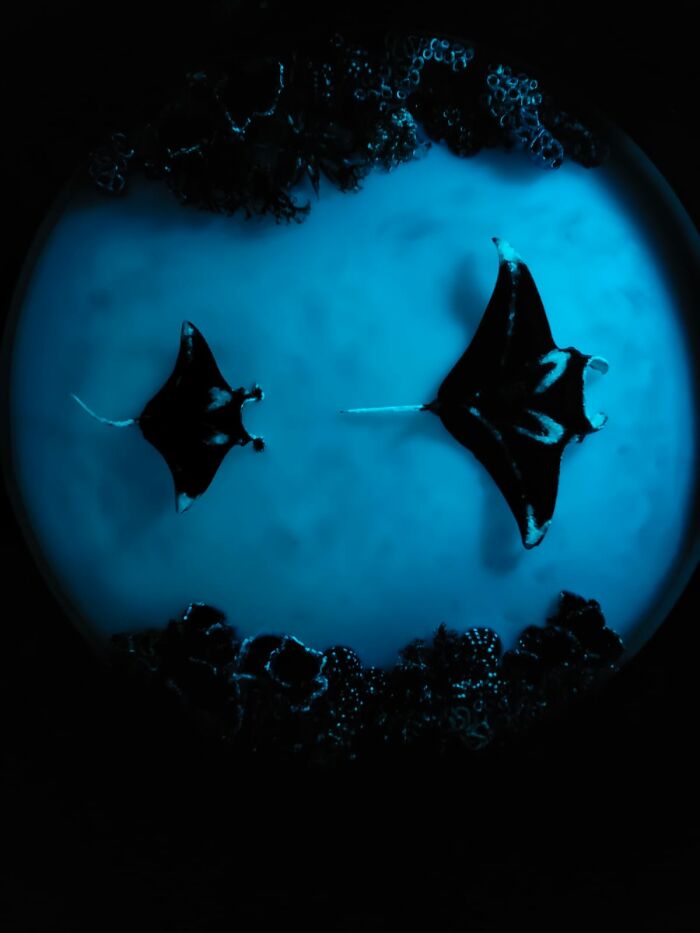 I Create Coffee Tables With Sculpted And Finely Painted Marine Creatures And Corals (13 Pics) - 13