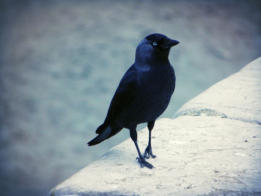 I Photograph Birds And Animals Around The UK, Here Are Some Of My Favourites!