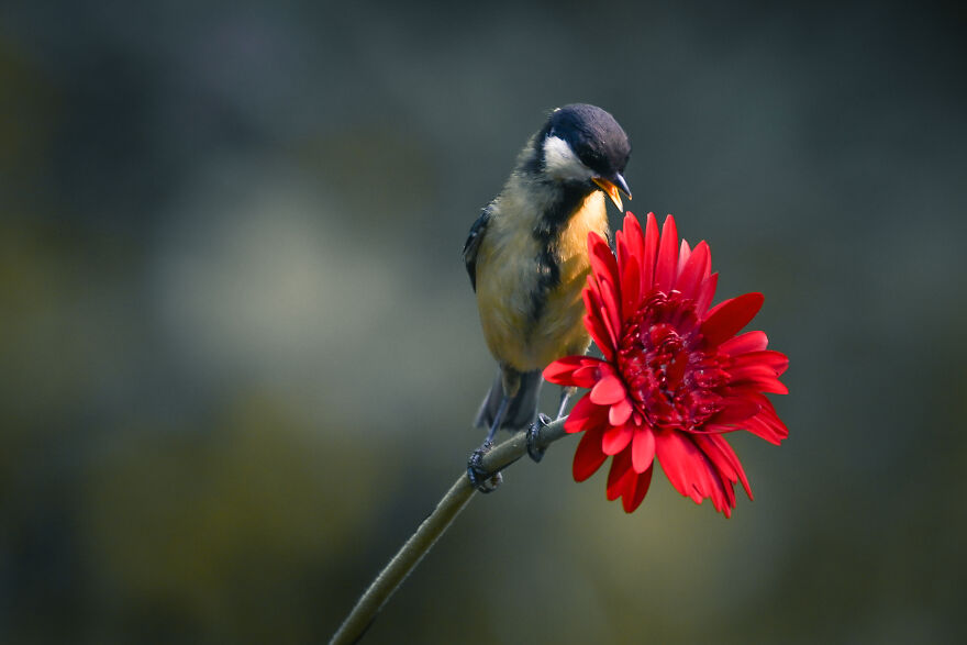 I Worked Together With A Talented Belgian Flower Artist And These Are My 15 Best Shots