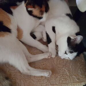 vinitatalaulikar avatar