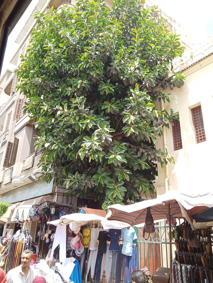 Not The First Plant To Find But This Tree Is Cool.