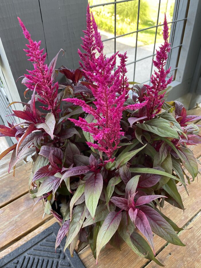 I Sadly Have No Idea What This Is. My Neighbors Got Them For Me Recently After My Mothers Passing.they Brought Me Two Planters Of Them And They Certainly Brighten My Day.
