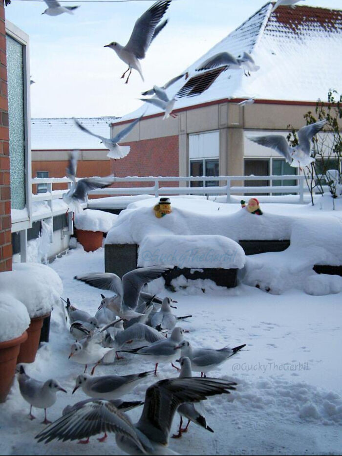 Seagulls in flight and on snow-covered ground near a building, showing a funny fail at photographing wildlife outdoors.