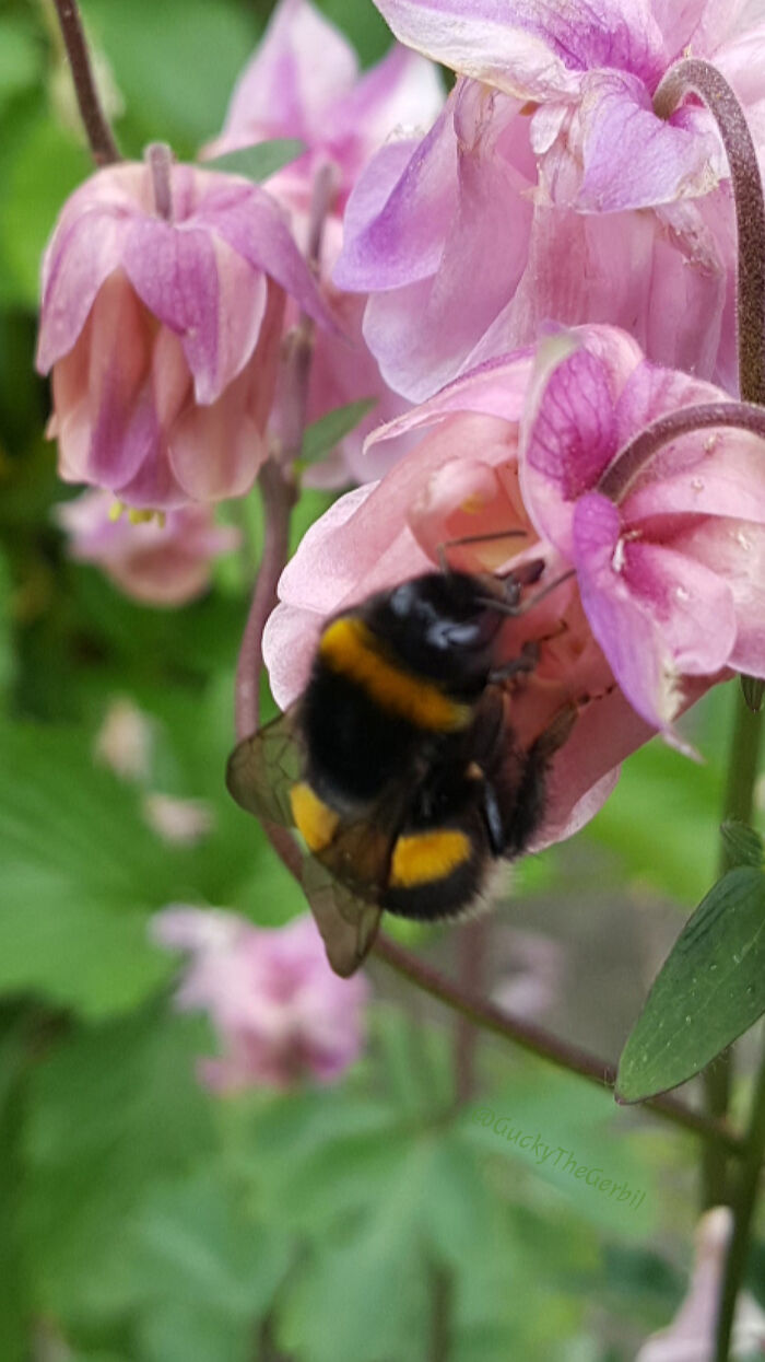 Close-up of a bumblebee on pink flowers in a wildlife photography fail capturing the insect out of focus.