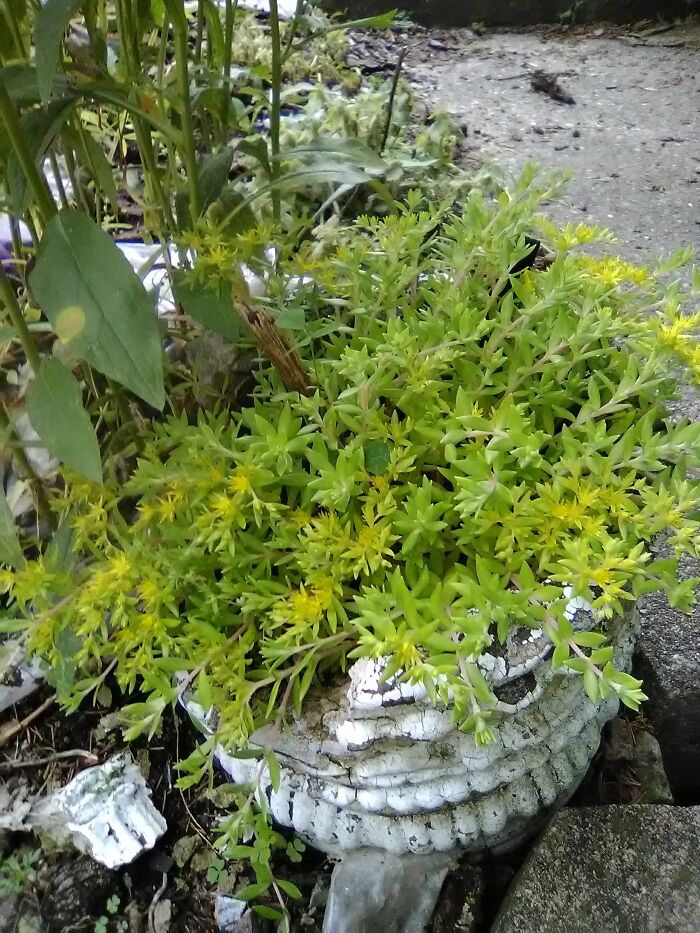 Stone Crop Like My Great Grandmother Had In Her Yard.