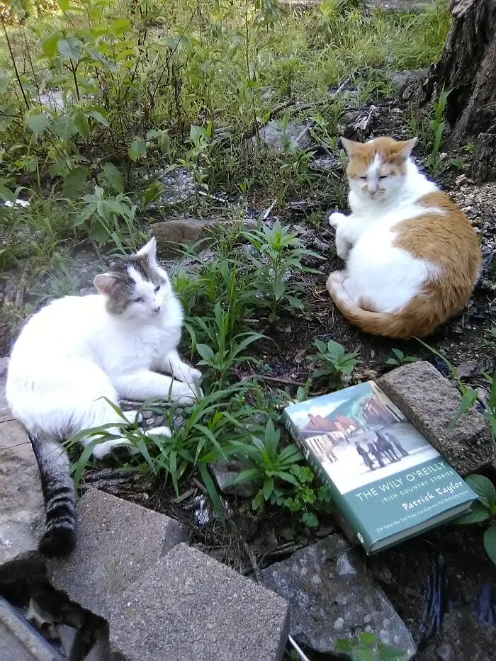 Minion And Tommy-O Taking A Break From Reading.