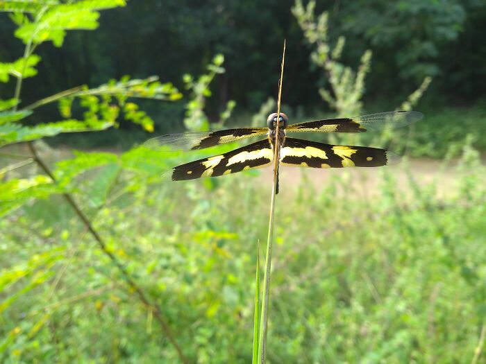 Butter-Dragon (Won't) Fly!