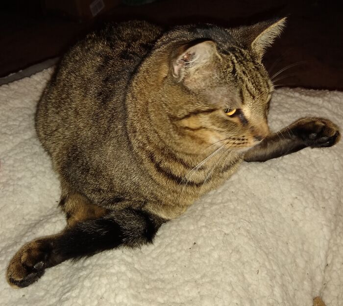 She Folds Herself In Half And Sits Like That. Those Are Her Back Feet.