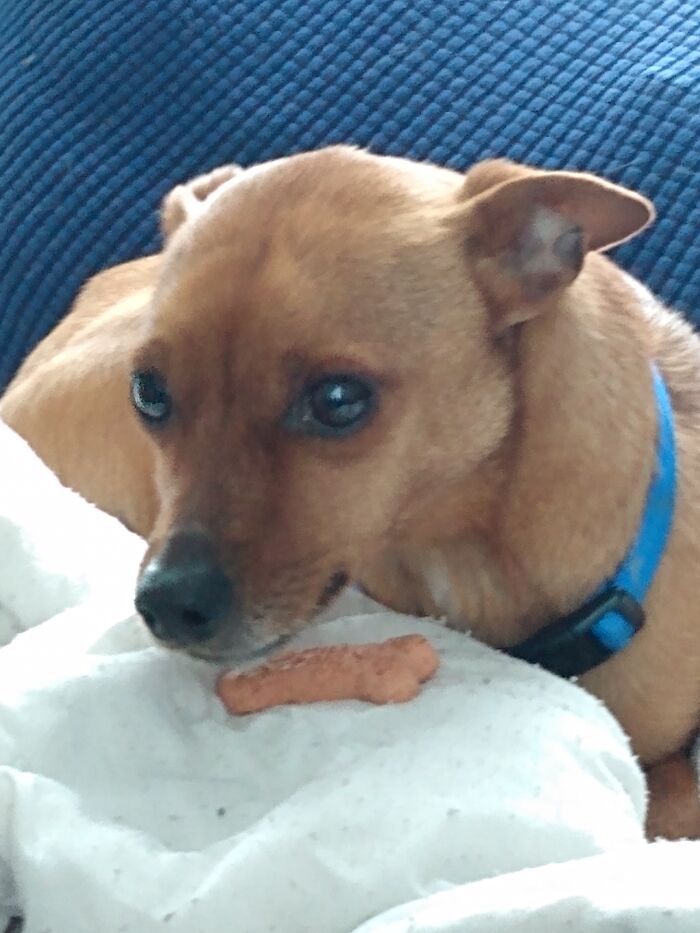 This Little Man. He Ran Away In March/April And We Haven't Seen Him Since. I Think About Him Every Day. Never Going To Forget My Bambi.