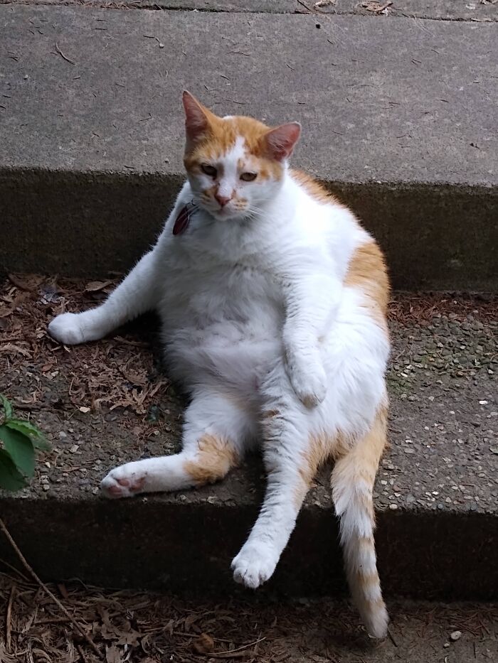 Tommy-O, Goldbricking From His Guard Cat Duties