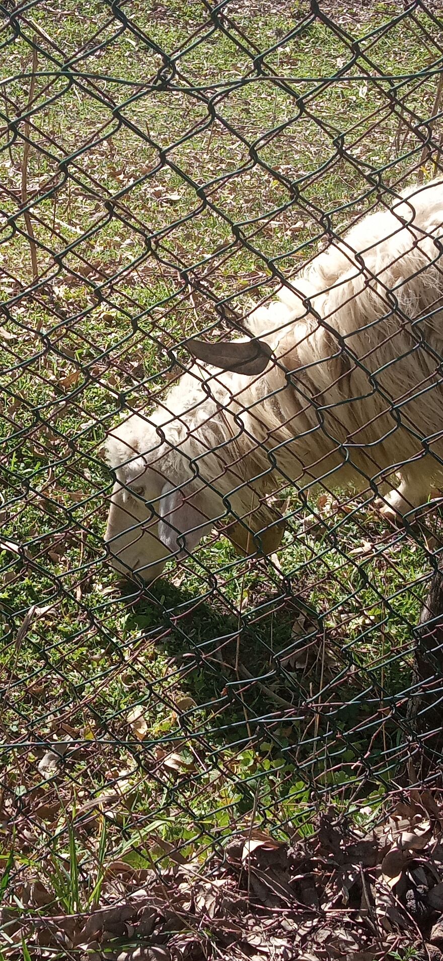 Cute Goat From A Farm In Italy🥰🥺